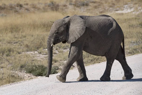 Elefant Namibia — Stockfoto