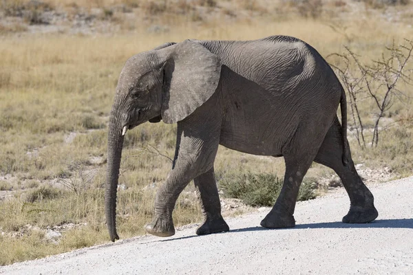 Слон Намибии — стоковое фото