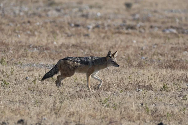 bir çakal Namibya