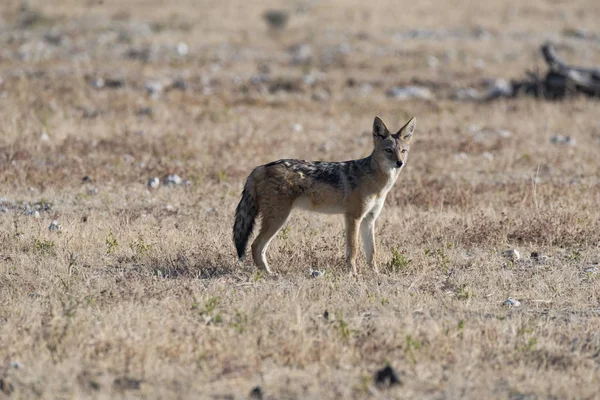 bir çakal Namibya