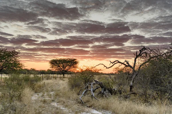 アフリカの風景 — ストック写真