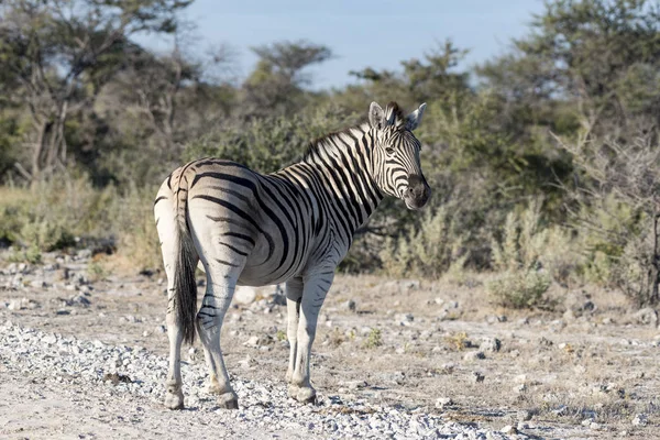 Cebra Namibia — Stock Photo, Image