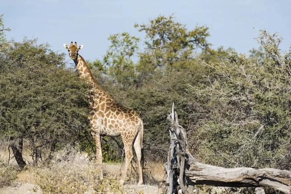 Bir Zürafa Namibya — Stok fotoğraf