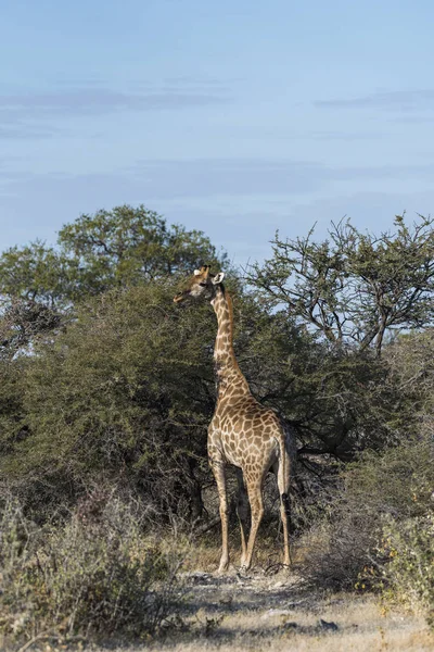 Egy Zsiráf Namíbia — Stock Fotó
