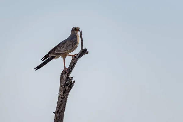Uccello Nel Parco Etosha — Foto Stock