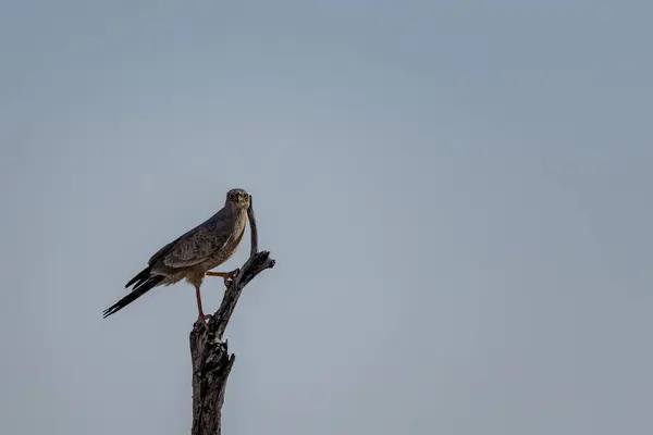 Etkin Park Bir Kuş — Stok fotoğraf