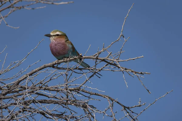 Oiseau Dans Parc Etosha — Photo