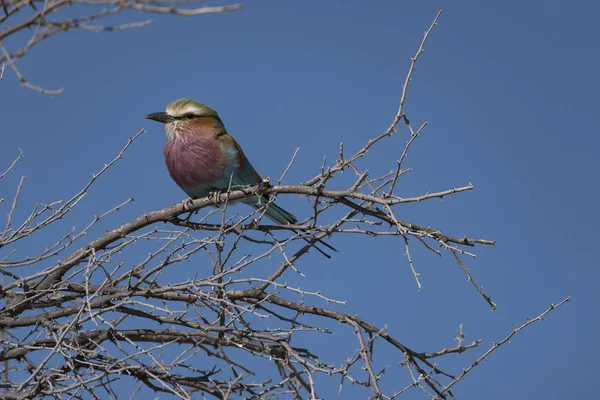 Ένα Πουλί Στο Πάρκο Etosha — Φωτογραφία Αρχείου