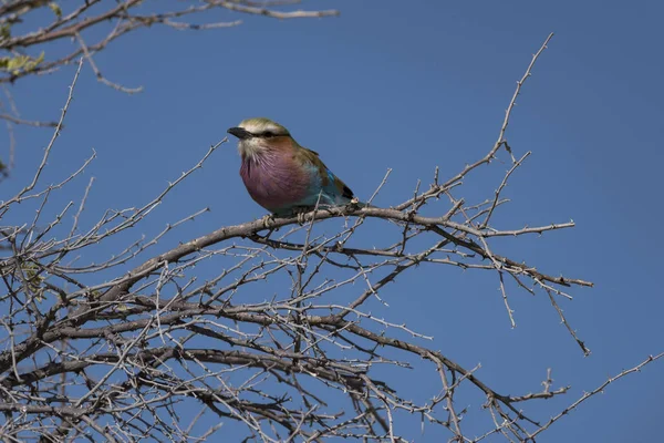 Bird Etosha Park — Stock Photo, Image