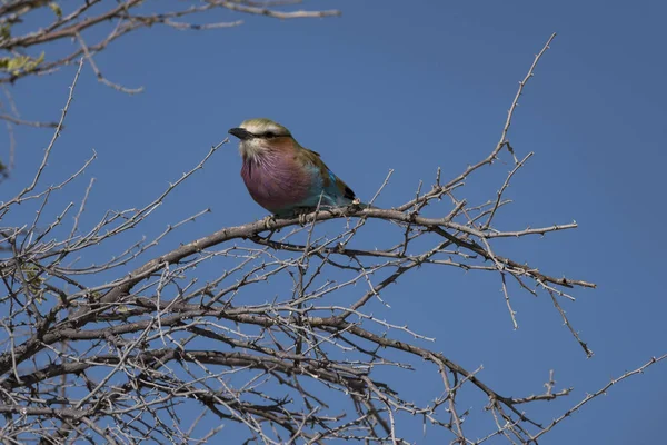 Ein Vogel Etoscha Park — Stockfoto