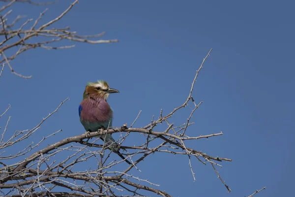 Ptak Etosha Park — Zdjęcie stockowe