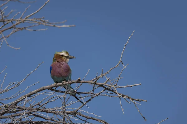 Ein Vogel Etoscha Park — Stockfoto