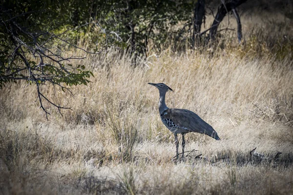 Uccello Nel Parco Etosha — Foto Stock