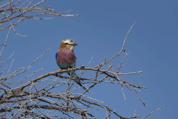 埃托沙公园里的一只鸟 — 图库照片