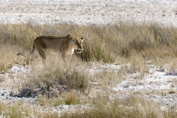 Een Leeuw Afrika — Stockfoto