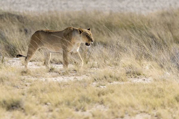 Een Leeuw Afrika — Stockfoto