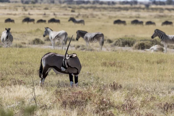 Namibya Afrika antilobu