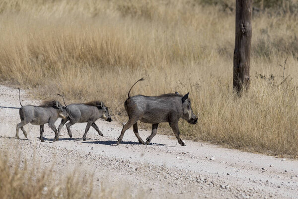 Спрингбок в Намибии
