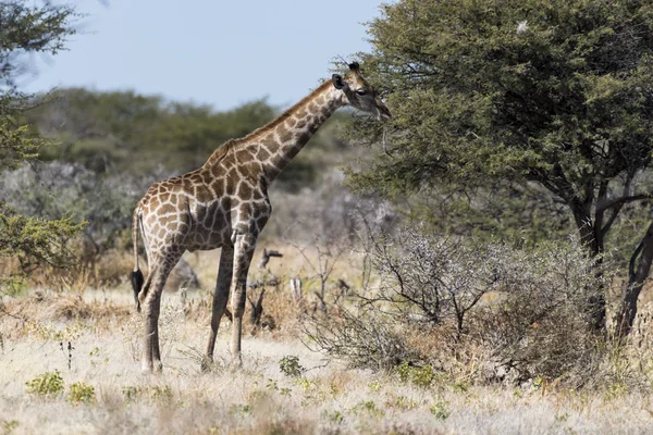 Une Girafe Namibie — Photo