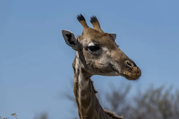 Une Girafe Namibie — Photo