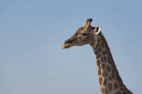 Uma Girafa Namíbia — Fotografia de Stock