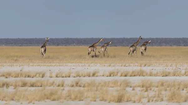 Una Jirafa Namibia — Foto de Stock