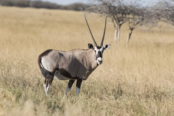 Een Oryx Namibië — Stockfoto
