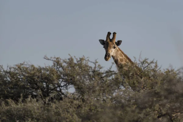 Une Girafe Namibie — Photo