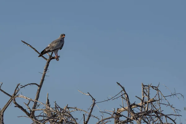 Ein Vogel Etoscha Park — Stockfoto