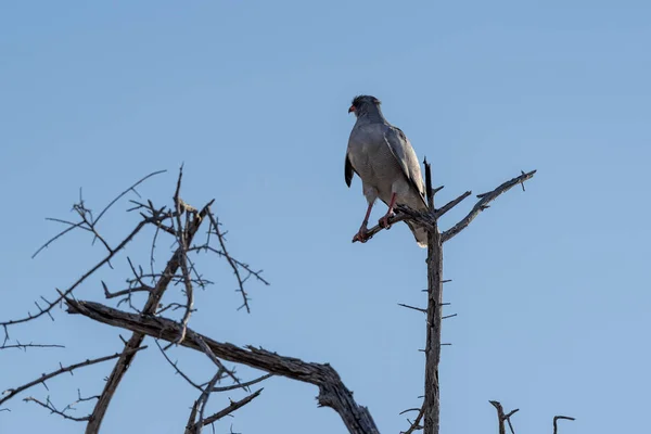 Ένα Πουλί Στο Πάρκο Etosha — Φωτογραφία Αρχείου