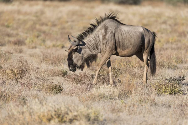 Blå Wildebeest Namibia — Stockfoto
