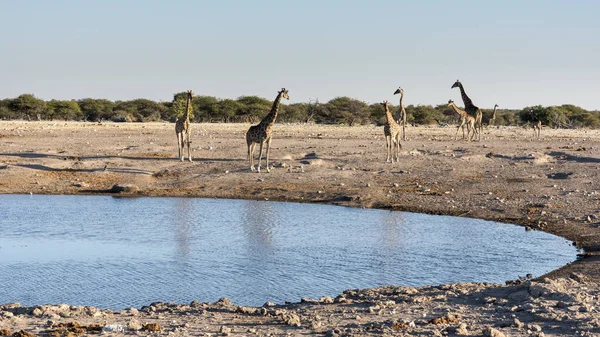 Una Jirafa Namibia — Foto de Stock