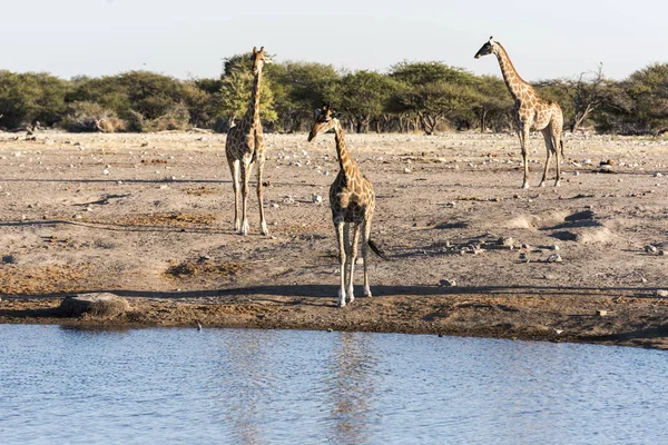 Una Jirafa Namibia — Foto de Stock