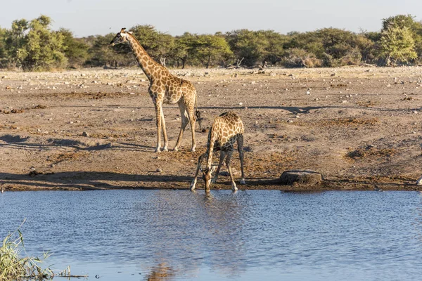 Una Jirafa Namibia — Foto de Stock