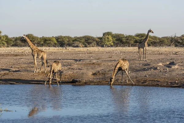 Una Jirafa Namibia — Foto de Stock