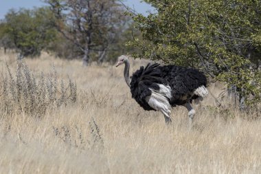 bir devekuşu Namibya