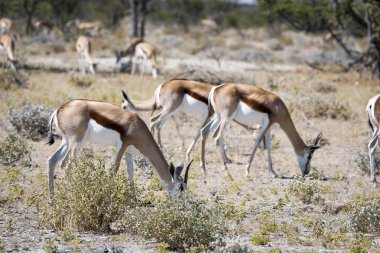 Springbok Namibya