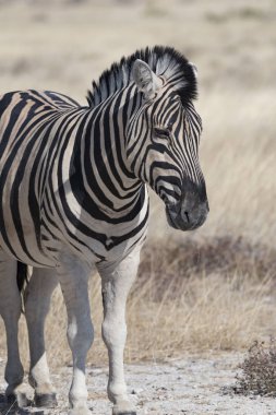 Namibya 'da bir cebra