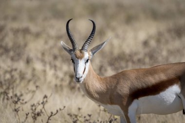 Springbok Namibya