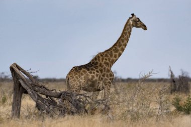 Afrika 'da bir Griffe