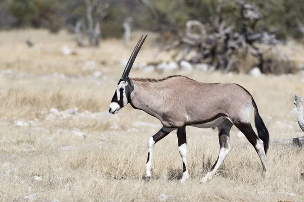 Ένα Oryx Στη Ναμίμπια — Φωτογραφία Αρχείου