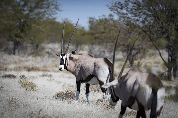 Een Oryx Namibië — Stockfoto