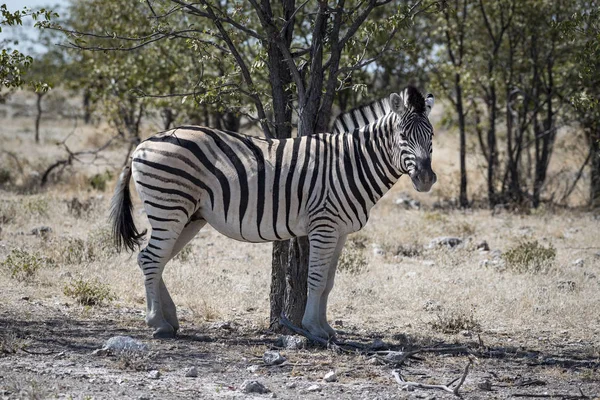 Cebra Namibia — Stock Photo, Image
