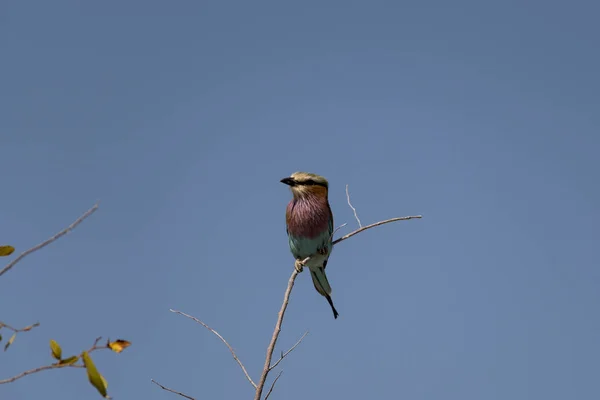Ein Vogel Etoscha Park — Stockfoto