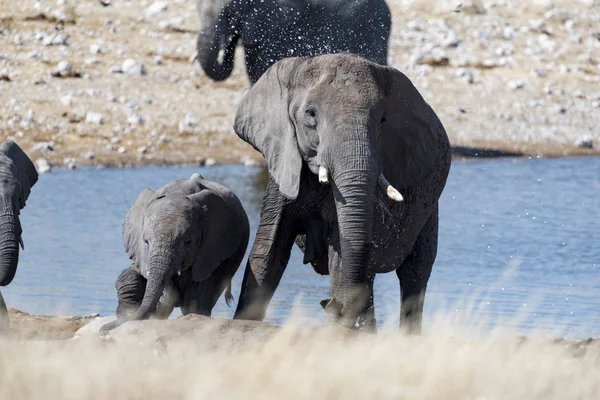 Elefant Namibia — Stockfoto