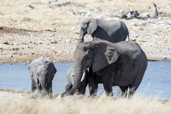 Elefant Namibia — Stockfoto