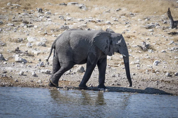 Elefant Namibia — Stockfoto