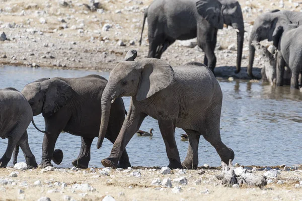 Elefant Namibia — Stockfoto