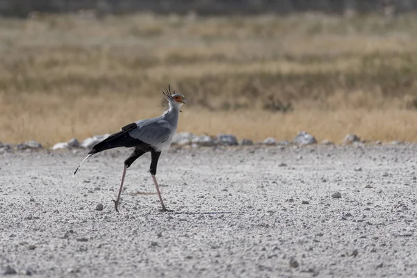 Uccello Nel Parco Etosha — Foto Stock