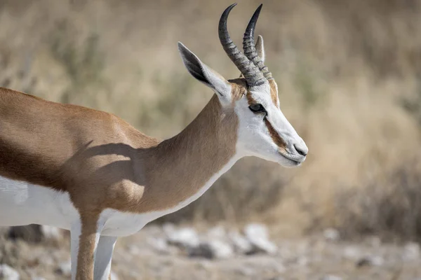 Springbok Namibia — Stock Photo, Image